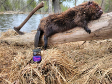 Load image into Gallery viewer, Tease Beaver Lure